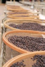 KAWA ZIARNISTA 1kg BRAZYLIA 100%ARABICA Świeżo Palona do EKSPRESU + GRATIS - obrazek 5