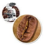 Kawa ziarnista 1kg - BRAZYLIA Cerrado - Świeżo Palona 100% ARABICA + GRATIS - obrazek 14